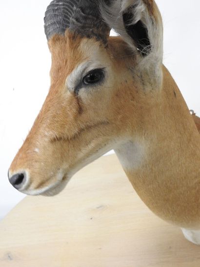 Cobe de BUFFON (Kobus kob kob) (CH) : Tête...