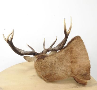 Cerf (Cervus Elaphus) (CH) : Importante tête...
