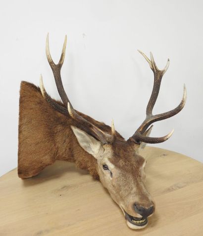 Cerf (Cervus Elaphus) (CH) : Importante tête...