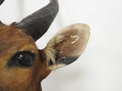 Guib harnaché (Tragelaphus scriptus) (CH)...