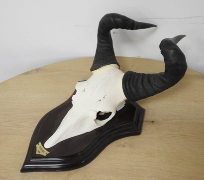 Bubale (Alcelaphus buselaphus) (CH) : Massacre...