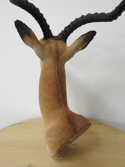 Impala (Aepyceros melampus) (CH) : Tête en...