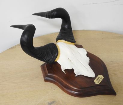 Bubale (Alcelaphus buselaphus) (CH) : Massacre...