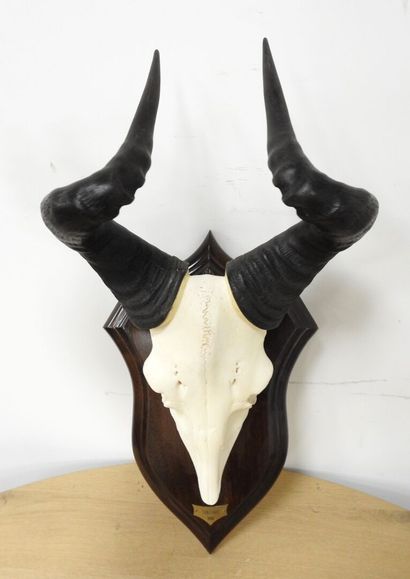Bubale (Alcelaphus buselaphus) (CH) : Massacre...
