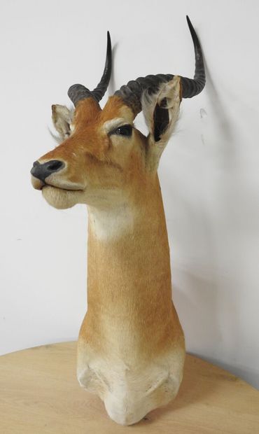 Cobe de BUFFON (Kobus kob kob) (CH) : Tête...