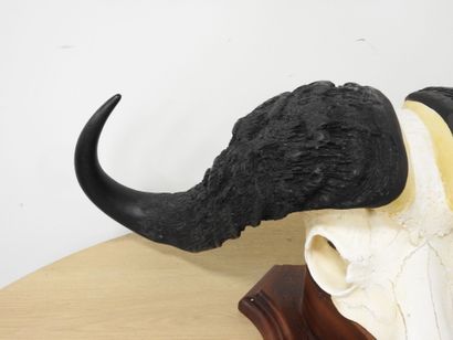 Buffle d'Afrique (Syncerus caffer) (CH) :...
