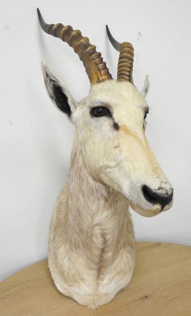 Damalisque blanc (Damaliscus pygargus phillipsi)...