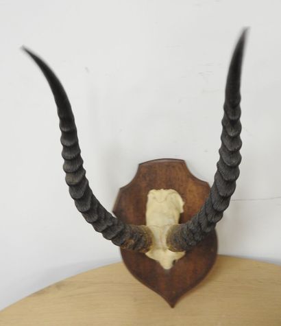 Cobe de BUFFON (Kobus kob kob) (CH) : Massacre...