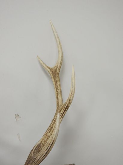 Cerf sika (Cervus nippon nippon NR): Tête...