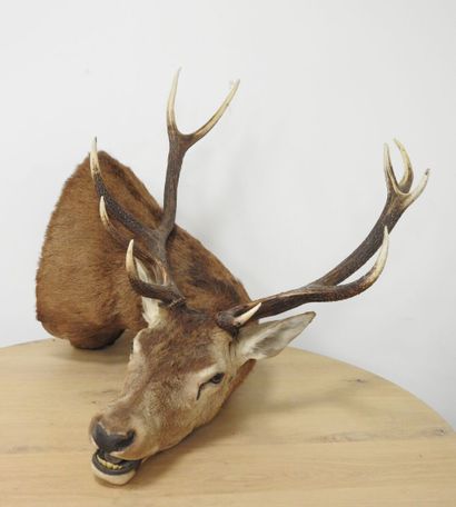 Cerf (Cervus Elaphus) (CH) : Importante tête...
