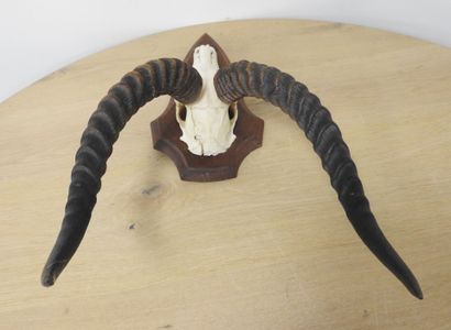 Cobe de BUFFON (Kobus kob kob) (CH) : Massacre...
