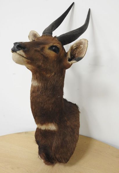 Guib harnaché (Tragelaphus scriptus) (CH)...