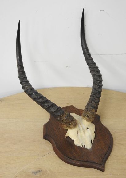 Cobe de BUFFON (Kobus kob kob) (CH) : Massacre...