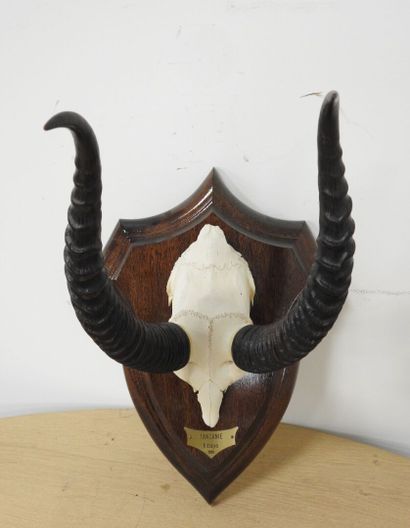 Damalisque (Damaliscus korrigum) (CH) : Massacre...