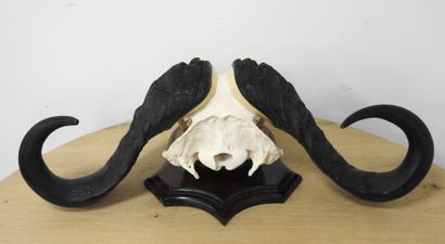 Buffle d'Afrique (Syncerus caffer) (CH) :...