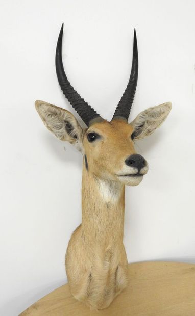 Cobe des roseaux (Redunca arundinum) (CH)...