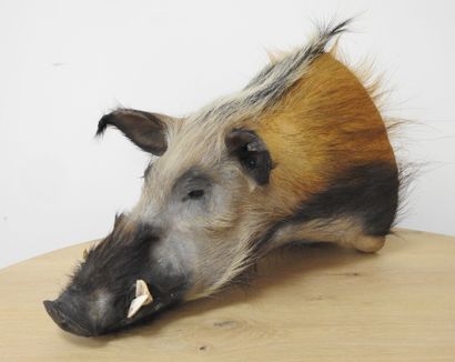 Phacochère (Phacochoerus aethiopius) (CH)...