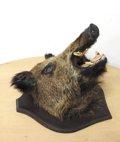 Sanglier d'Europe (Sus scrofa) (CH) : Tête...