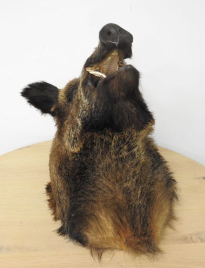 Sanglier d'Europe (Sus scrofa) (CH) : Importante...