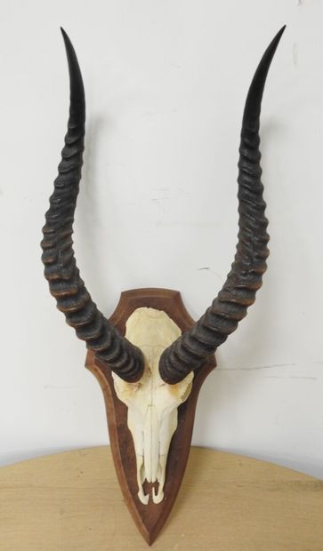 Cobe de BUFFON (Kobus kob kob) (CH) : Massacre...