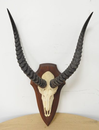 Cobe de BUFFON (Kobus kob kob) (CH) : Massacre...