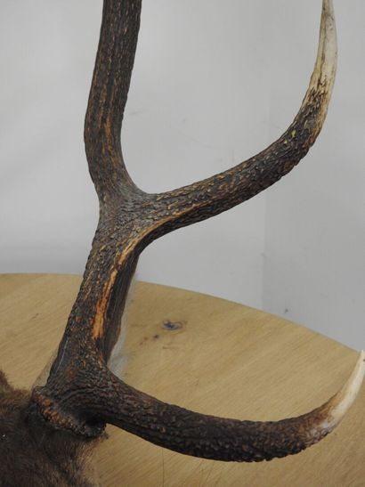 Cerf (Cervus Elaphus) (CH) : Importante tête...