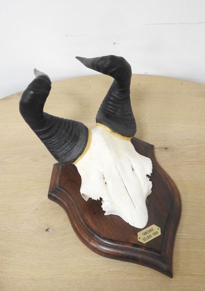 Bubale (Alcelaphus buselaphus) (CH) : Massacre...