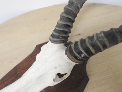 Topi (Damaliscus korrigum) (CH) : Massacre...