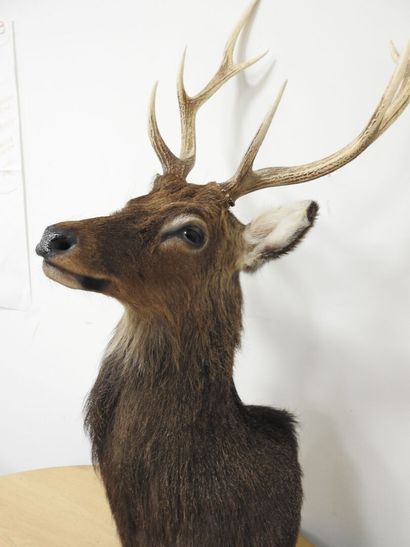Cerf sika (Cervus nippon nippon NR): Tête...