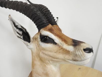 Gazelle de Grant (Gazella granti) (CH) :...