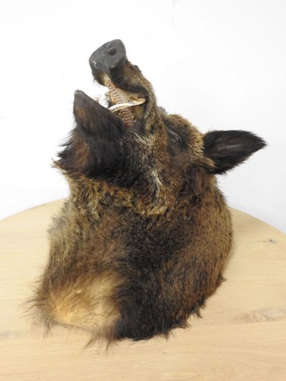 Sanglier d'Europe (Sus scrofa) (CH) : Importante...