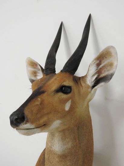 Guib harnaché (Tragelaphus scriptus) (CH)...