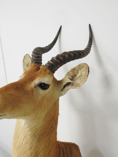 Cobe de BUFFON (Kobus kob kob) (CH) : Tête...
