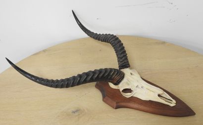 Cobe de BUFFON (Kobus kob kob) (CH) : Massacre...