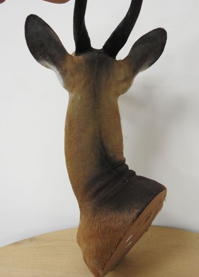 Guib harnaché (Tragelaphus scriptus) (CH)...