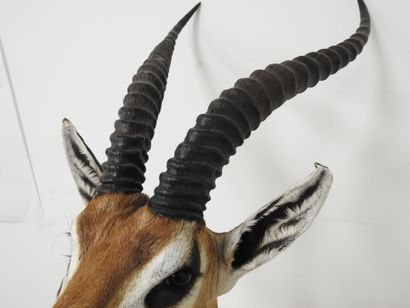 Gazelle de Grant (Gazella granti) (CH) :...