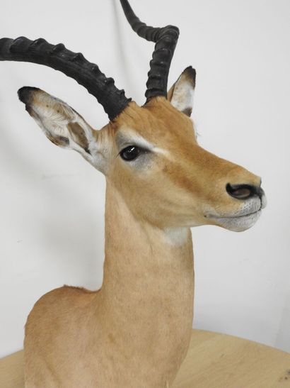 Impala (Aepyceros melampus) (CH) : Tête en...