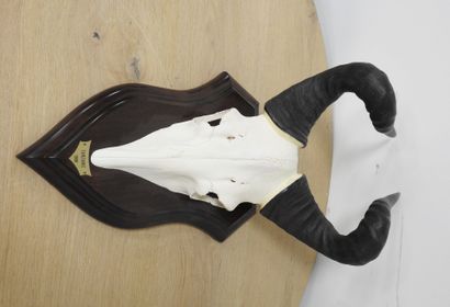Bubale (Alcelaphus buselaphus) (CH) : Massacre...