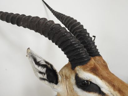 Gazelle de Grant (Gazella granti) (CH) :...