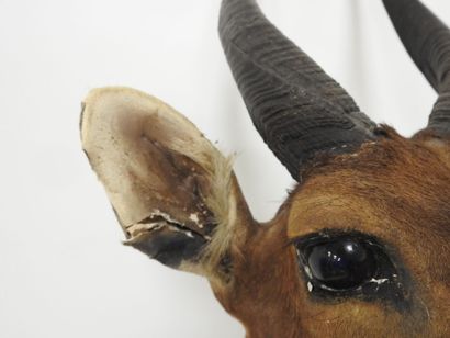 Guib harnaché (Tragelaphus scriptus) (CH)...