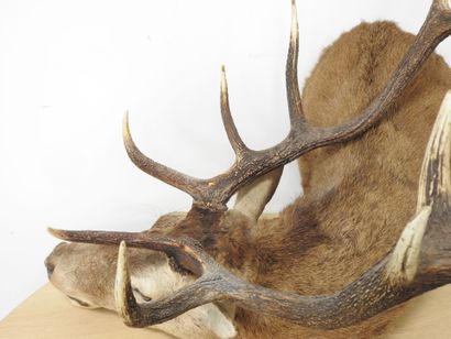 Cerf (Cervus Elaphus) (CH) : Importante tête...