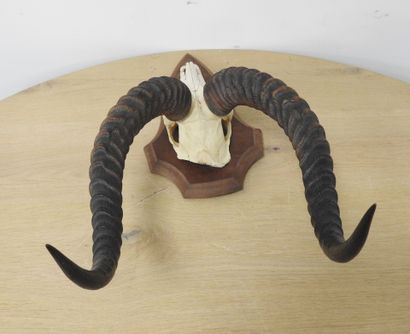 Cobe de BUFFON (Kobus kob kob) (CH) : Massacre...