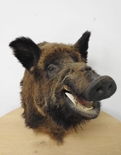 Sanglier d'Europe (Sus scrofa) (CH) : Importante...