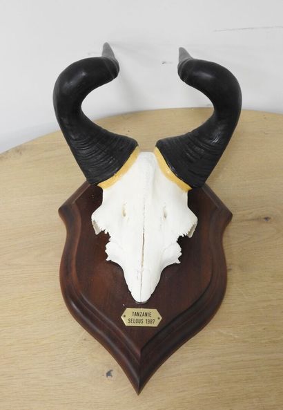 Bubale (Alcelaphus buselaphus) (CH) : Massacre...
