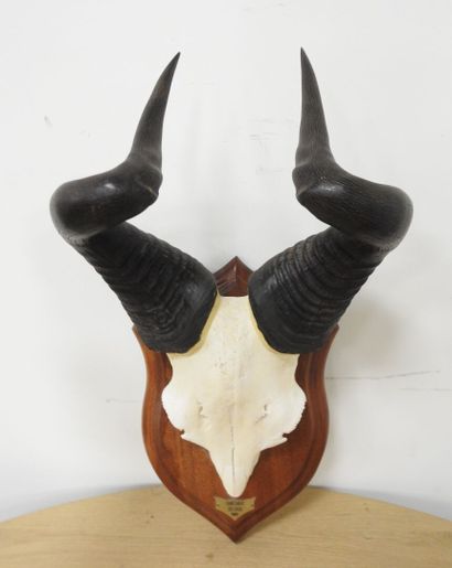 Bubale (Alcelaphus buselaphus) (CH) : Massacre...