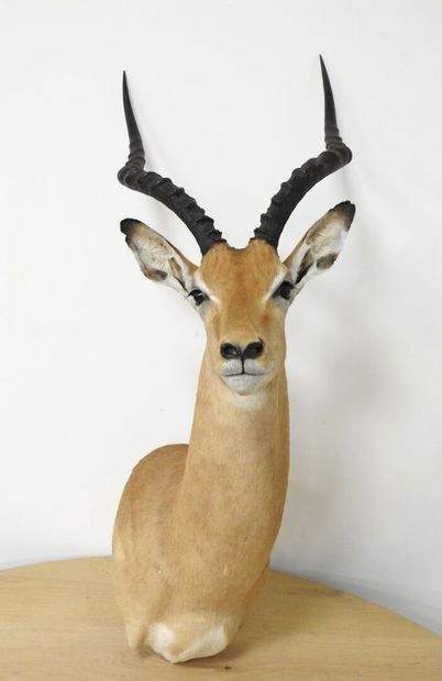 Impala (Aepyceros melampus) (CH) : Tête en...