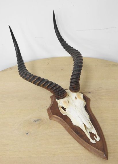 Cobe de BUFFON (Kobus kob kob) (CH) : Massacre...