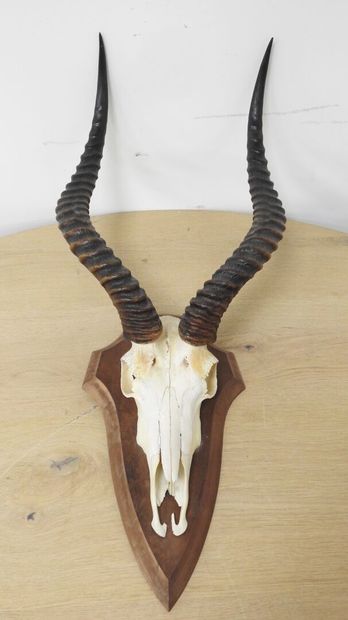 Cobe de BUFFON (Kobus kob kob) (CH) : Massacre...