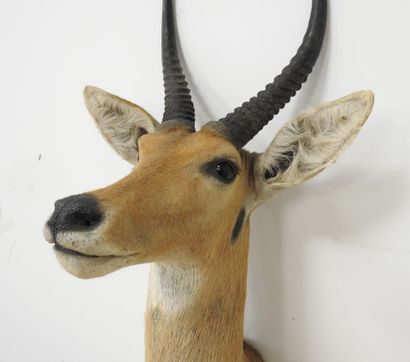 Cobe des roseaux (Redunca arundinum) (CH)...