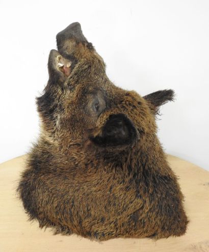 Sanglier d'Europe (Sus scrofa) (CH) : Importante...